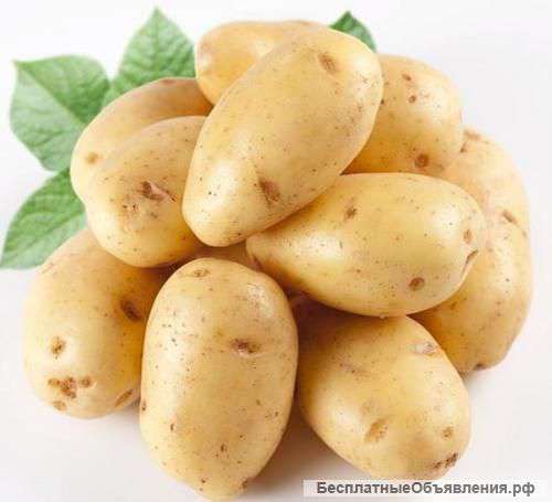 Семенной картофель 1-ой репродукции в Екатеринбурге высокого качества