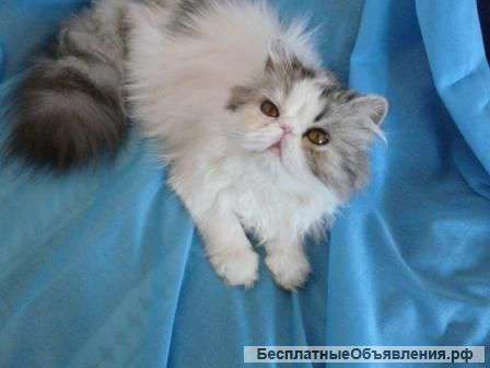 Кошка на продажу