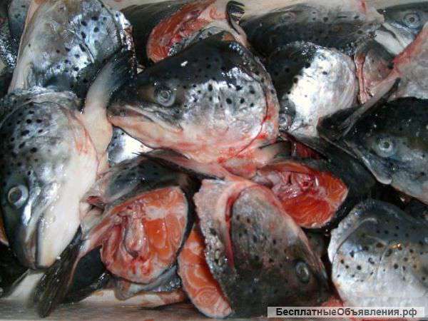 Обрезь семги