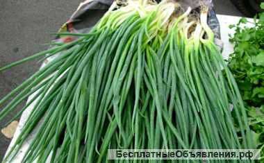 Зеленый лук без посредников
