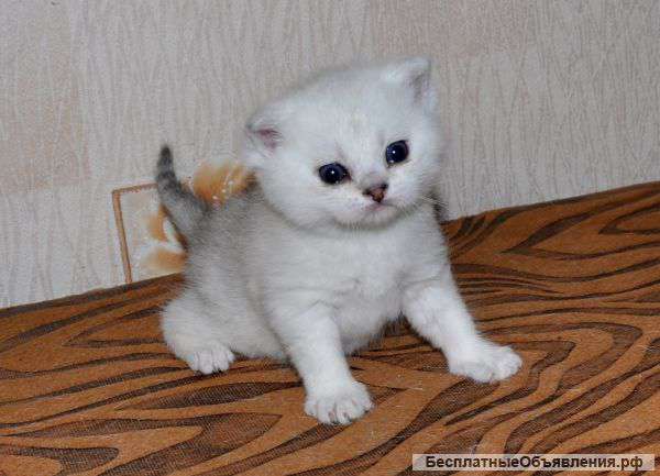 Котята- шиншилята