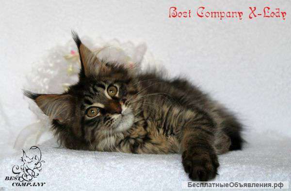 Котята мейн кун