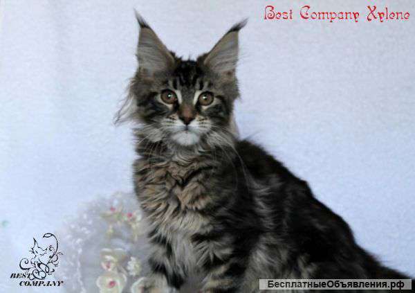 Котята мейн кун