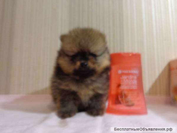 Щенки малого и миниатюрного шпица