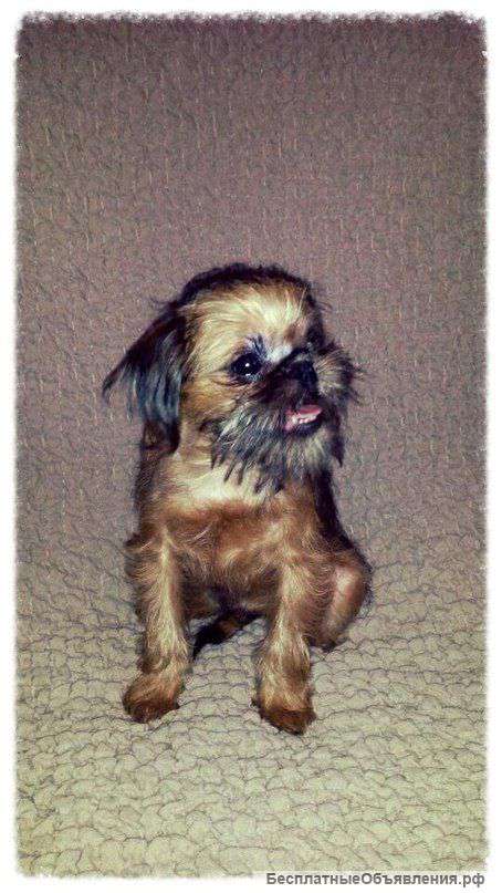 Щенок брюссельсклгл гриффона гриффона