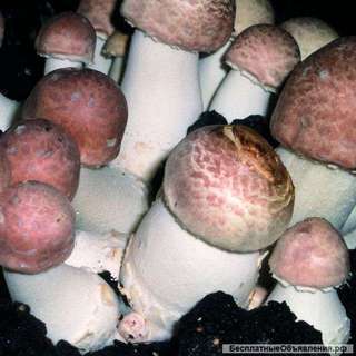 Мицелий шампиньона бразильского ( агарика бразильского ) и других шампиньонов