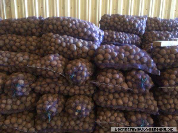 Фермерское хозяйство реализует семенной картофель оптом