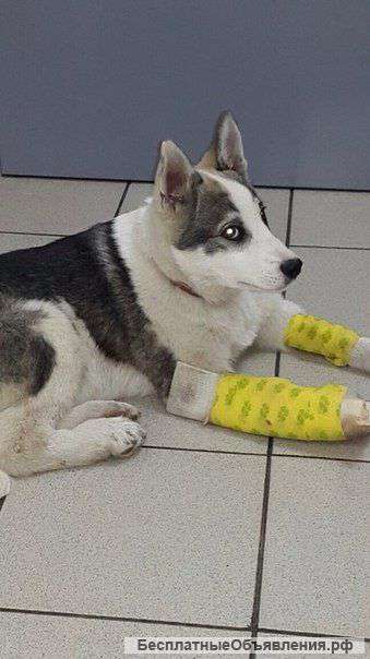 Очень нужен дом