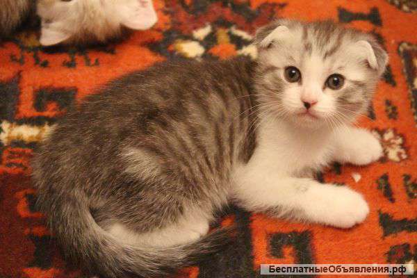 Шотландских котят