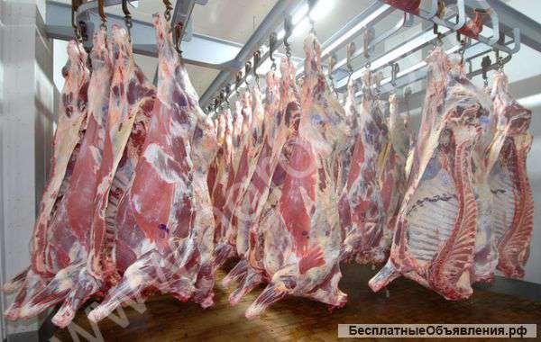 Говядина оптом, зам/охл, Минск
