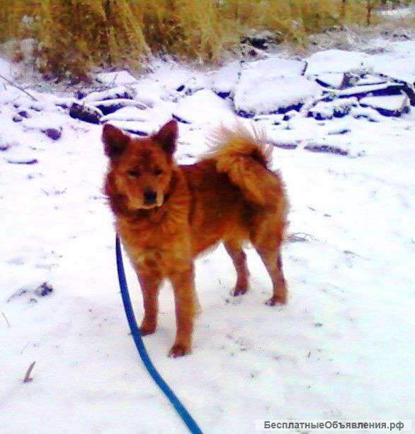 Jnlfv d [jhjibt herb