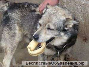 Ласковый песик в добрые руки