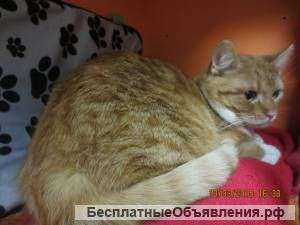 Котик в любящие руки