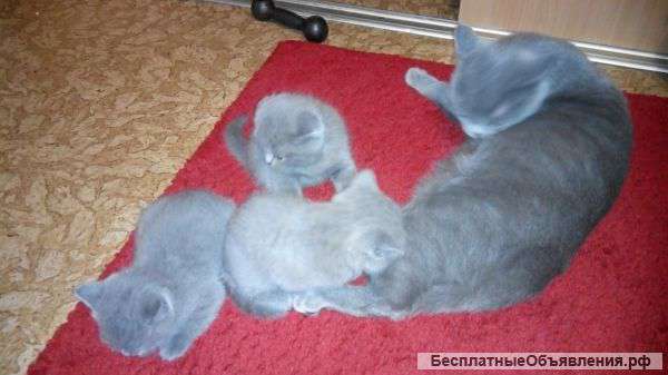 Котят британских недорого выхино