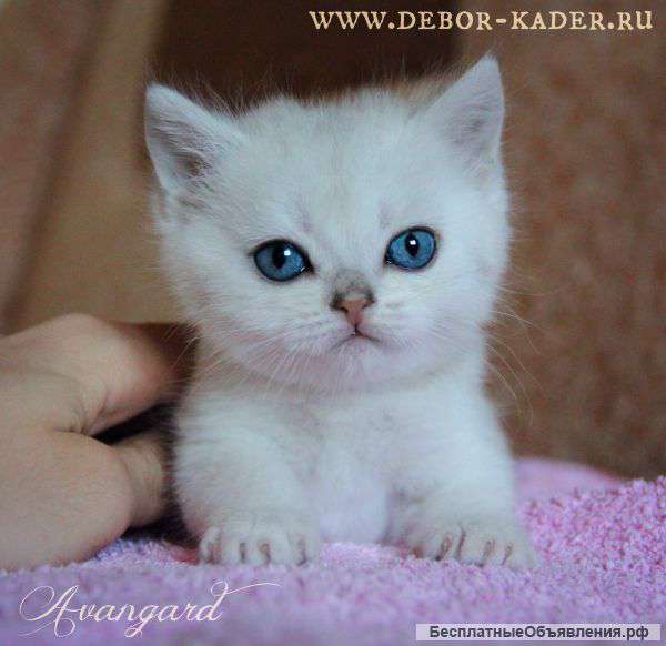 Ласковый котик