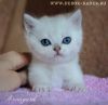 Ласковый котик
