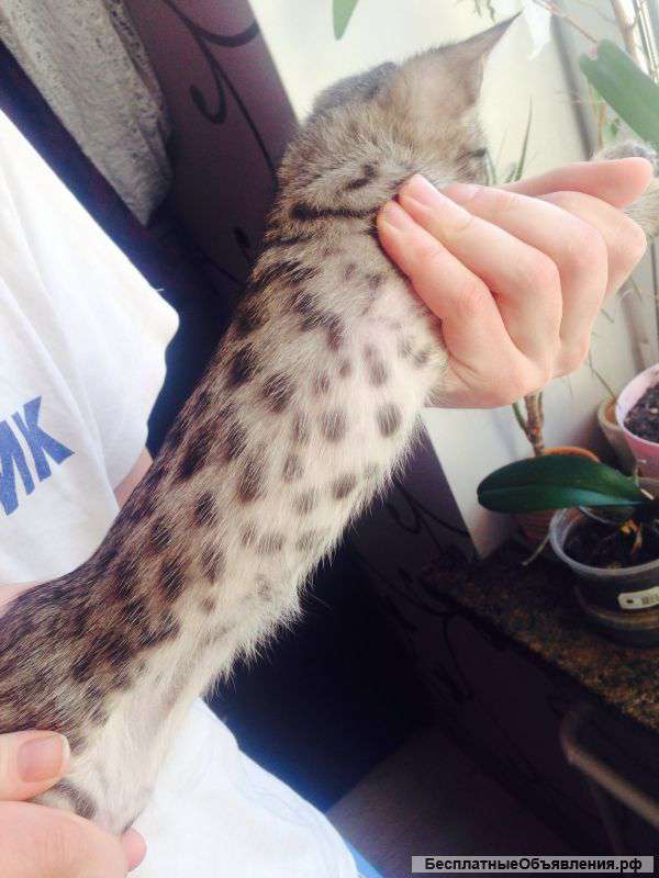 Бенгальские котята клубные