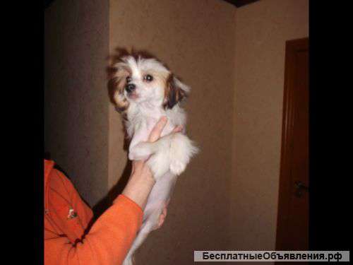 Китайская хохлатая с документами РКФ