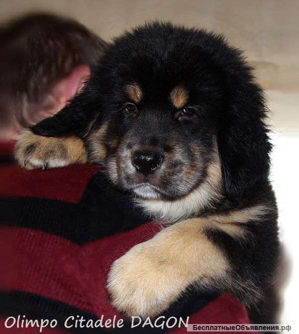 Тибетский мастиф