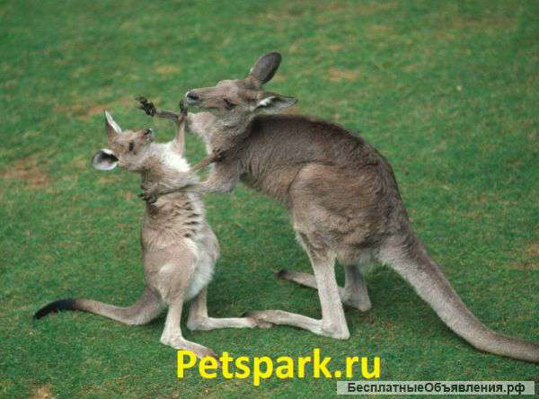 Кенгуру Рыжие, Беннета, Серые, Валлаби, Белые, Парма можно у нас