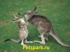 Кенгуру Рыжие, Беннета, Серые, Валлаби, Белые, Парма можно у нас