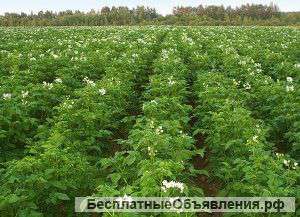 Земельный участок 4,24 га