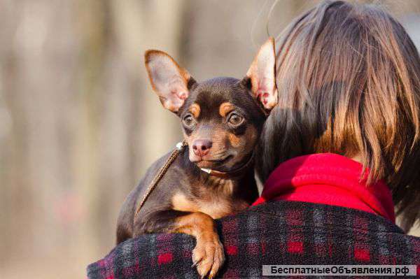 Той-терьер,красивый и ласковый мальчик
