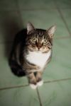 Котик в надежные руки