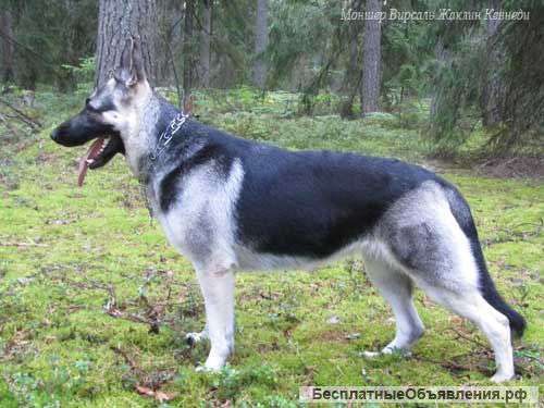 Щенки восточноевропейской овчарки