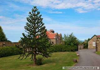Семена Araucaria araucana суперкрасивое растение
