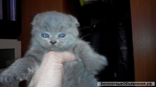 Британские котята плюшевые