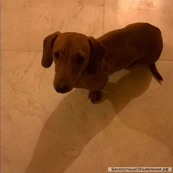 Собака такса