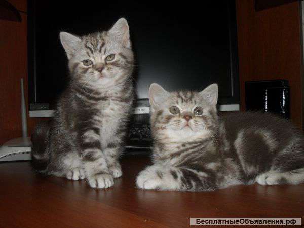 Мраморная роскошь. Британцы