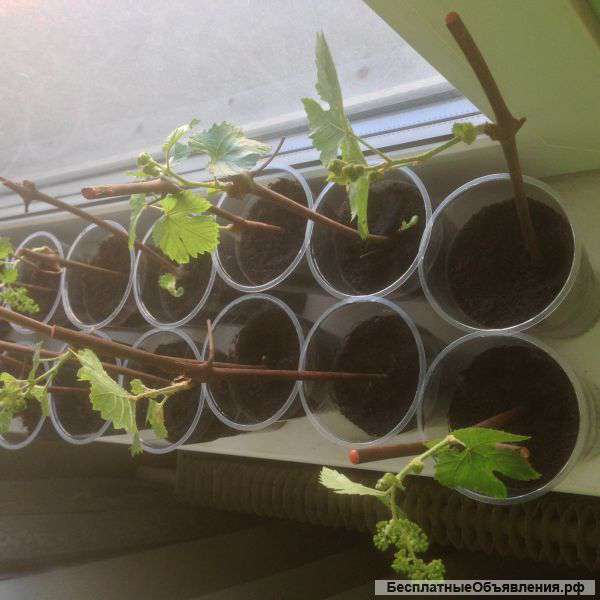 Саженцы винограда сорта "Загадка Шарова"