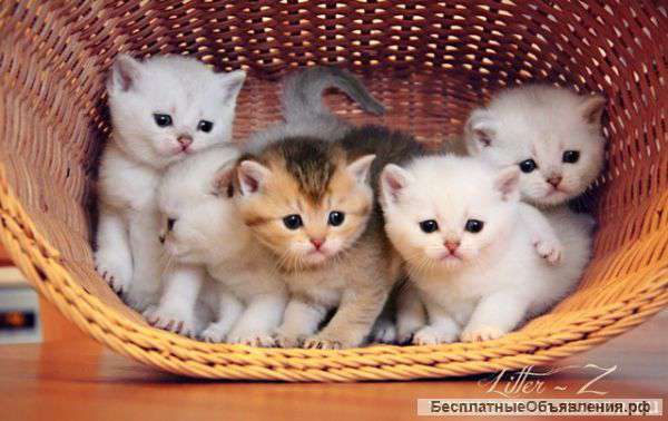 Самые красивые в мире котята шиншиллята