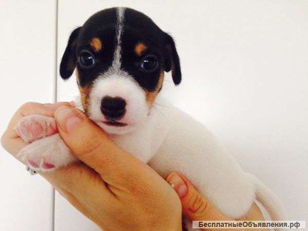 Щенки Джек Рассел Терьера