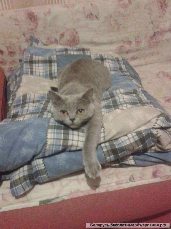 Британская кошечка