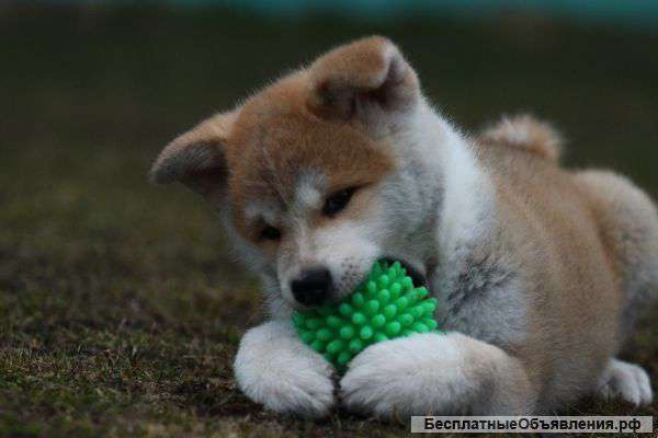 Щенок Акита-ину (Японская Акита, Хатико) мальчик, кличка Хоши