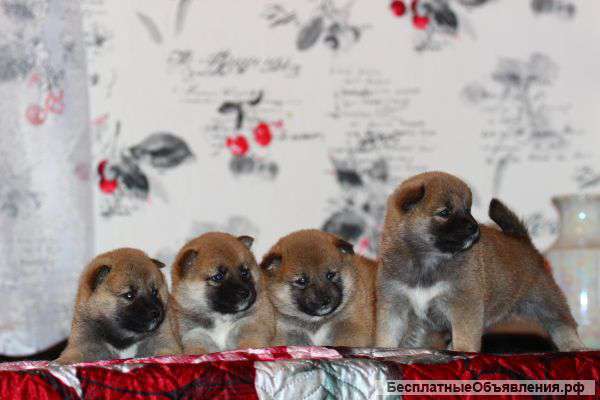 Щенки Сиба (шиба) ину