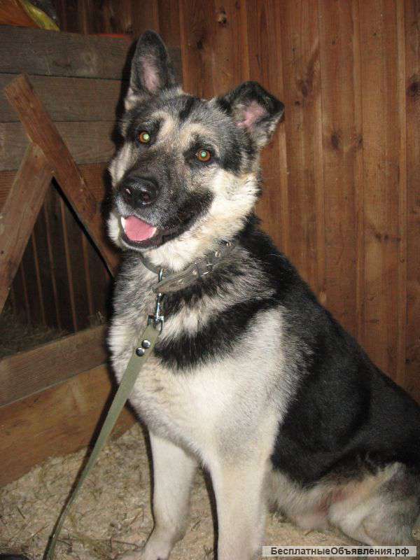 Восточноевропейская овчарка