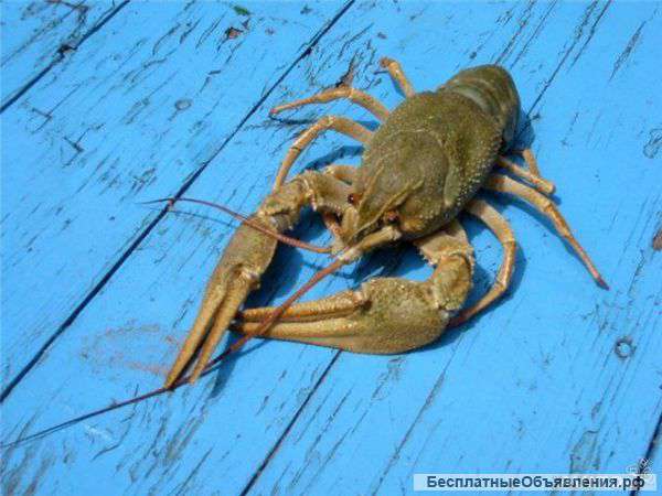 Живых раков