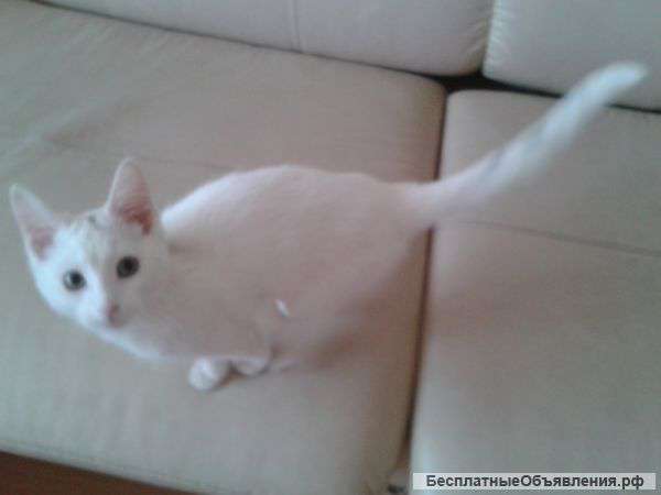 Отдам даром белую кошечка в добрые руки 4 месяца
