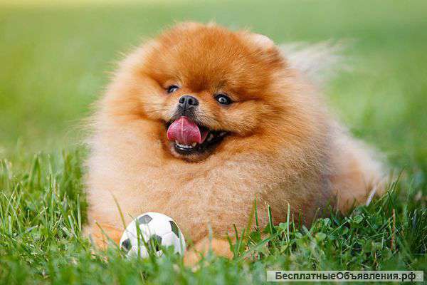 Щенки мини шпица