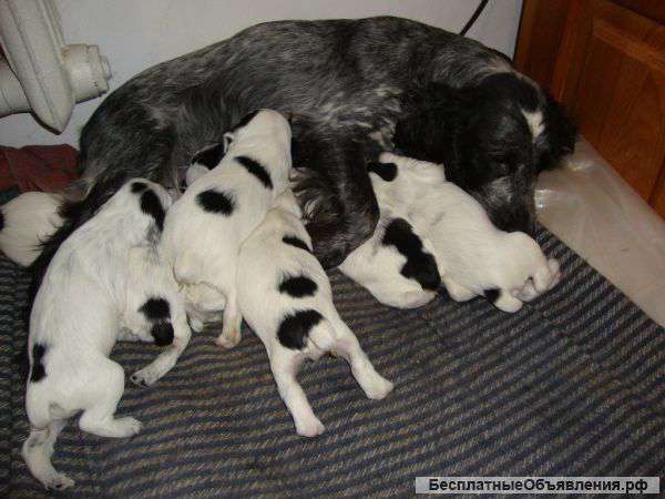 Щенков русского охотничьего спаниеля