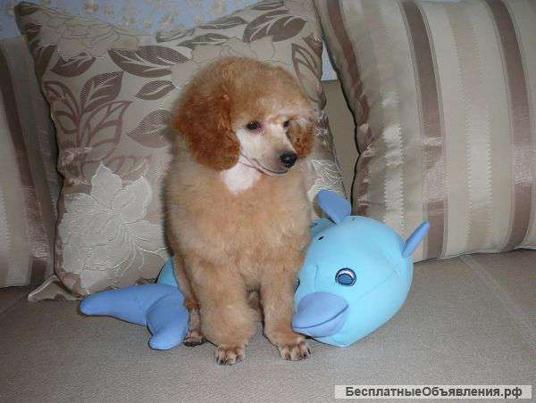 Щенки той и миниатюрного пуделя