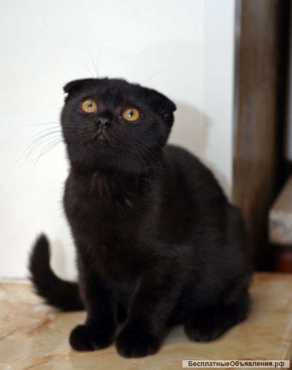 Шотландская чёрная девочка "норка" от международных чемпионов