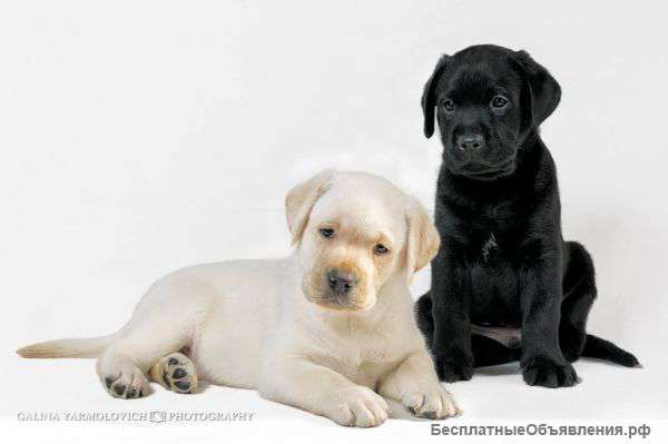 Лабродетки