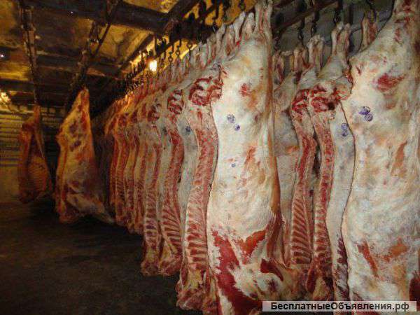 Мясо, Говядина зам/охл оптом РБ