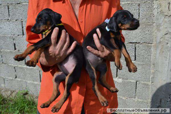 Щенки добермана, недорого, доставка