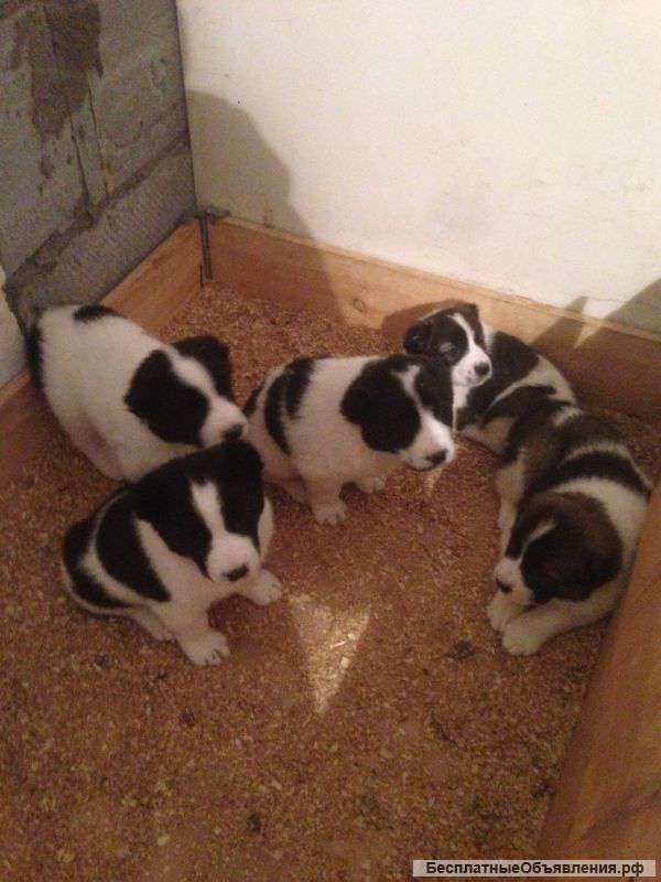 Щенки Среднеазиатской овчарки(Алабая)